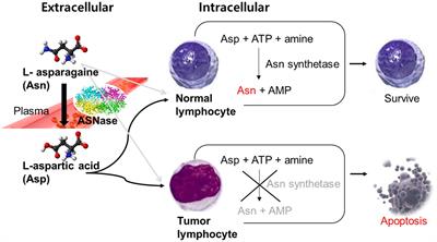 Clinical impacts of the concomitant use of L-asparaginase and total parenteral nutrition containing L-aspartic acid in patients with acute lymphoblastic leukemia